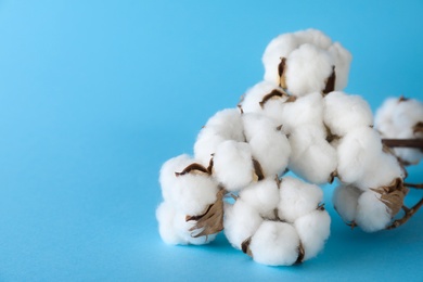 Photo of Fluffy cotton flowers on light blue background, closeup. Space for text