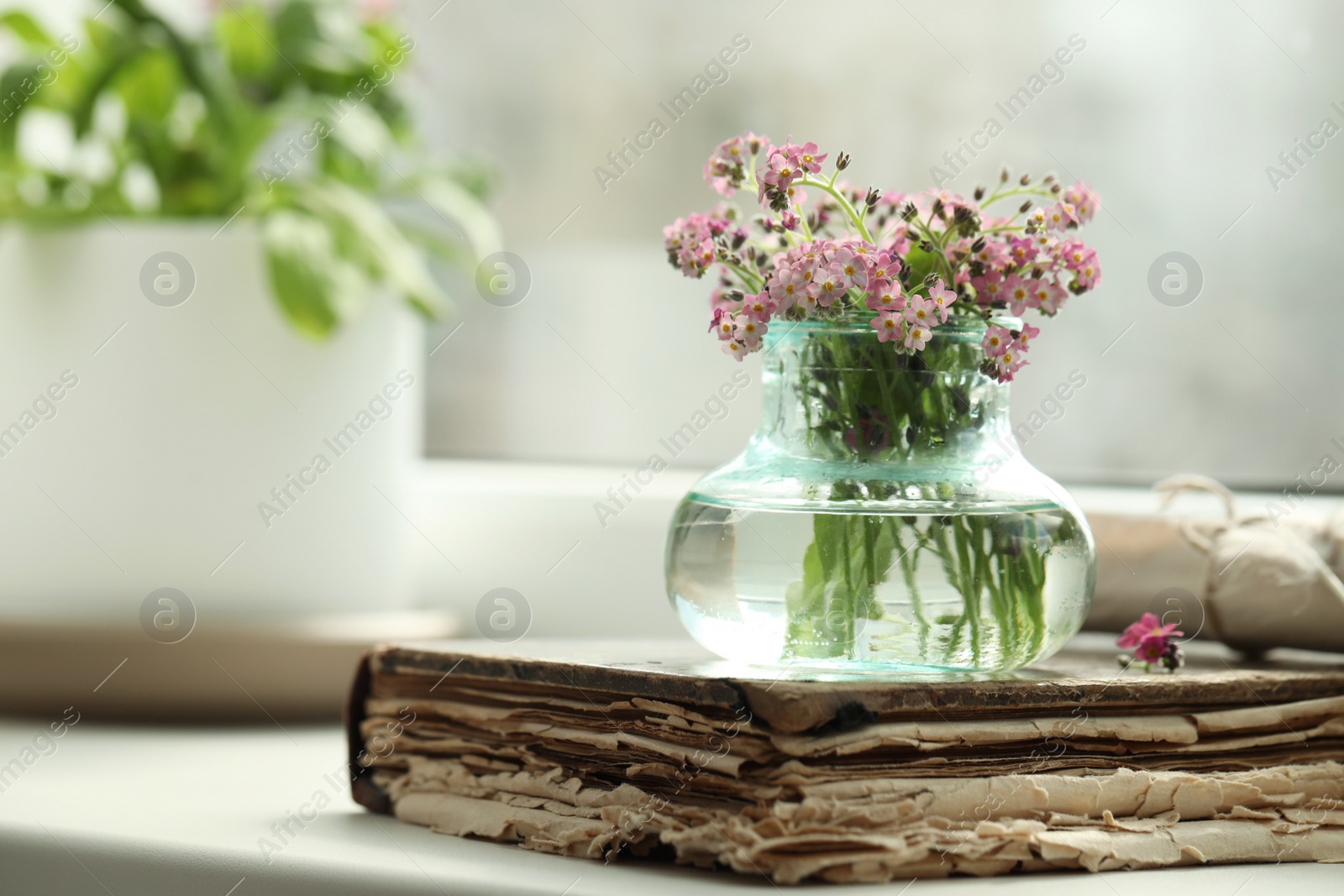 Photo of Beautiful Forget-me-not flowers and old book on window sill. Space for text