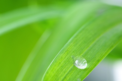 Photo of Water drop on green leaf against blurred background