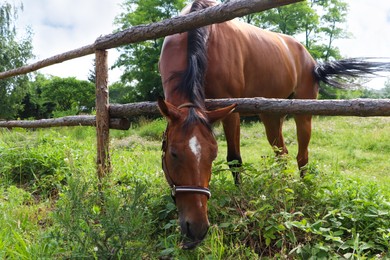 Beautiful horse grazing on green grass in paddock outdoors
