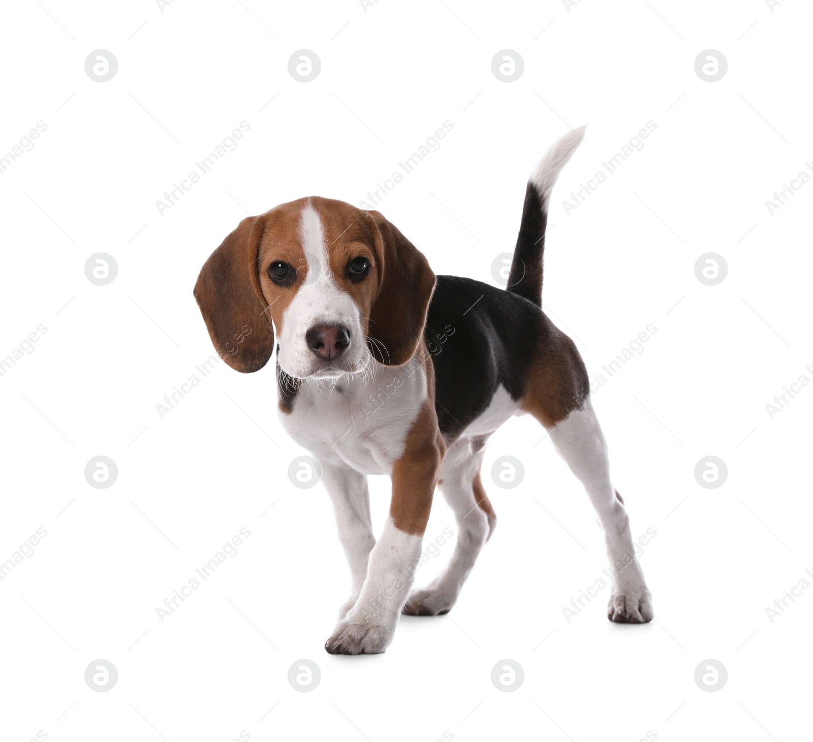 Photo of Cute Beagle puppy on white background. Adorable pet