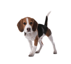 Cute Beagle puppy on white background. Adorable pet