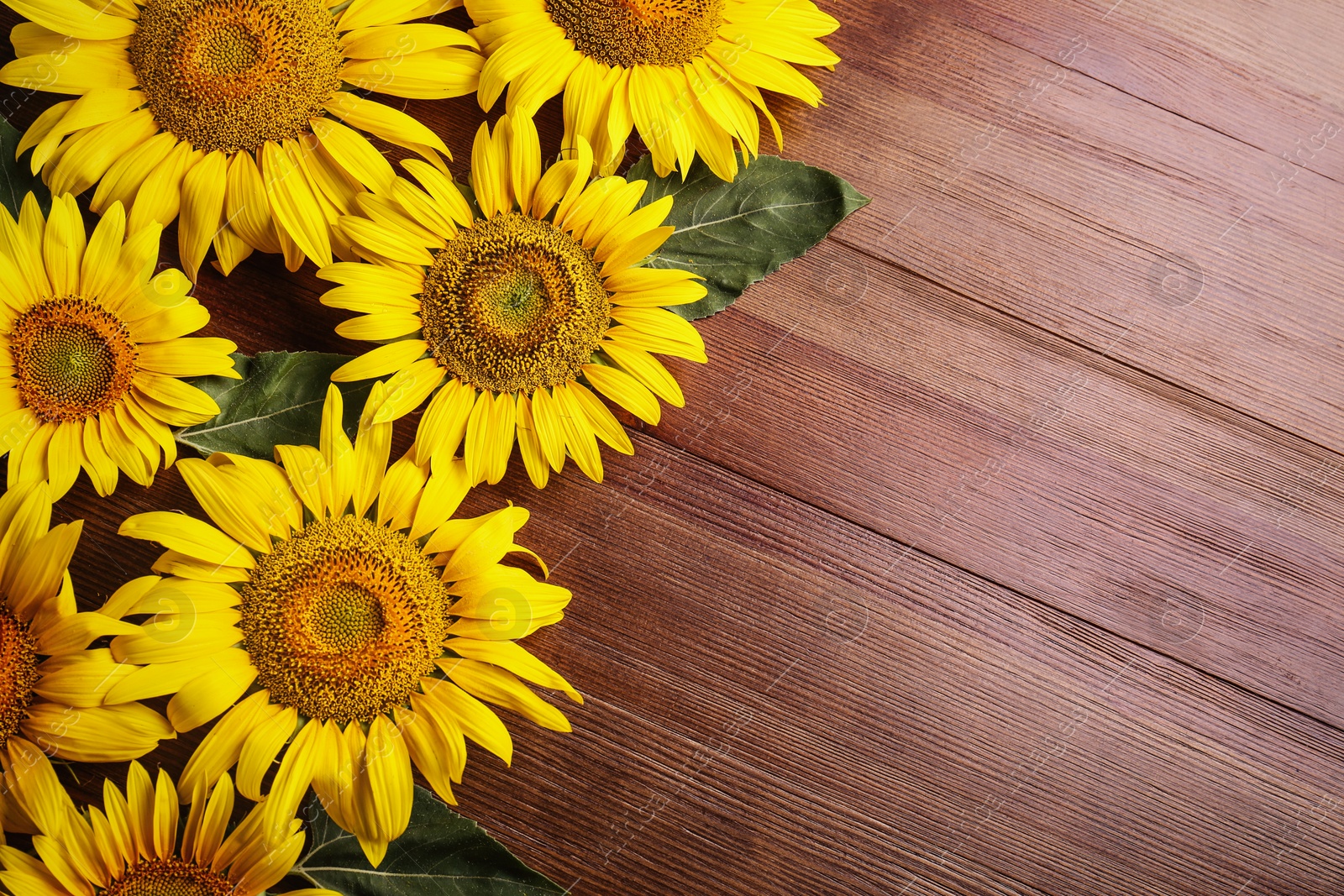 Photo of Beautiful bright sunflowers on wooden background, flat lay. Space for text