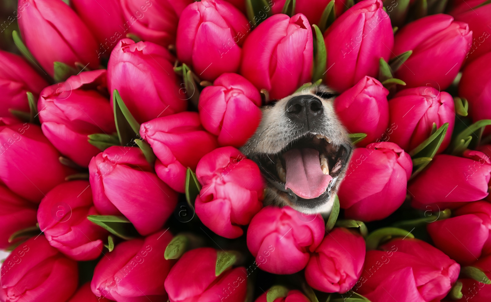 Image of Cute Akita Inu surrounded by beautiful tulips. Spring mood