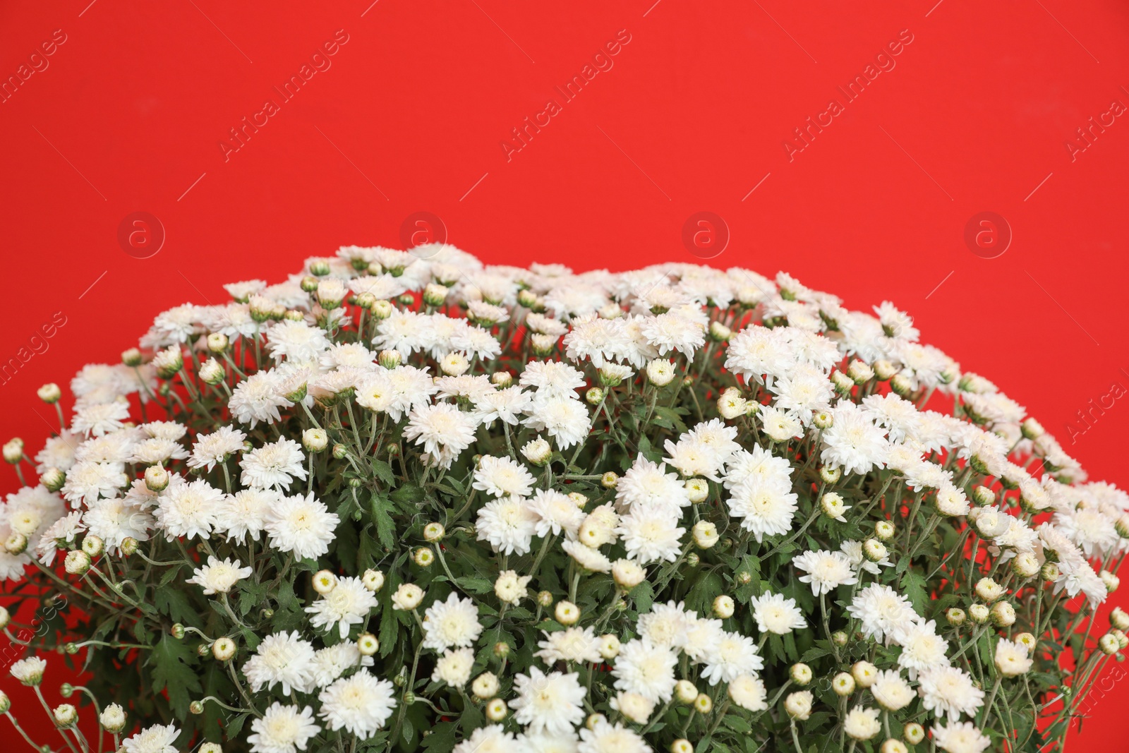 Photo of Beautiful chrysanthemum flowers on red background, closeup