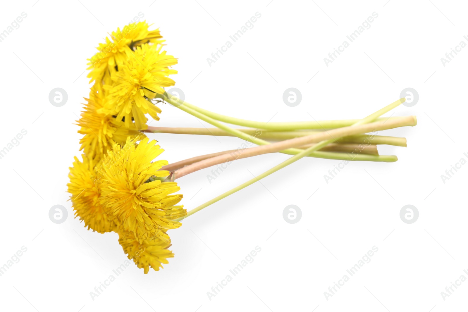 Photo of Beautiful blooming yellow dandelions on white background