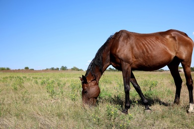 Photo of Chestnut horse grazing on green pasture. Beautiful pet