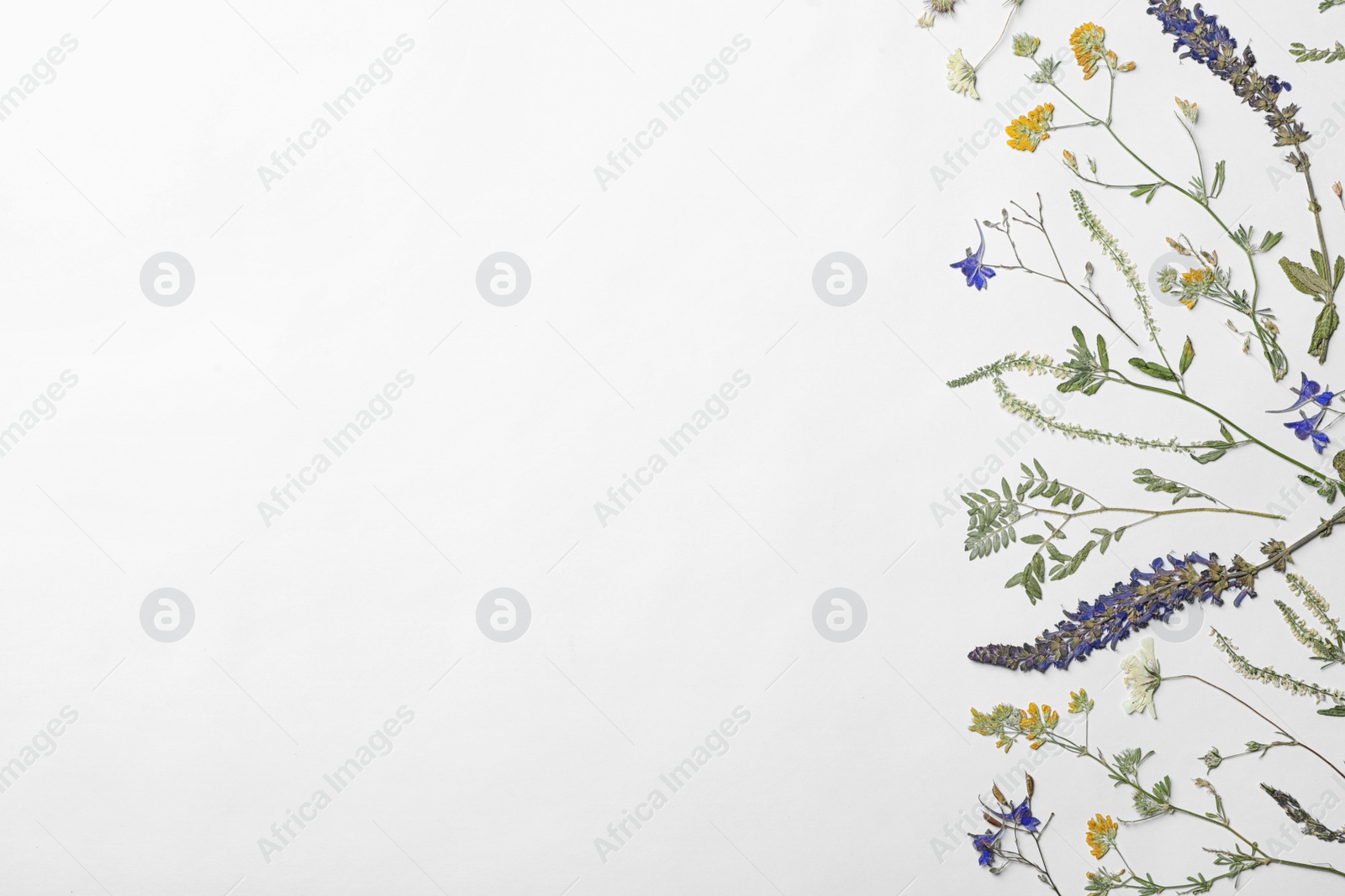 Photo of Wild dried meadow flowers on white background, top view