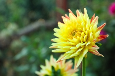 Photo of Beautiful blooming yellow dahlia flower in green garden