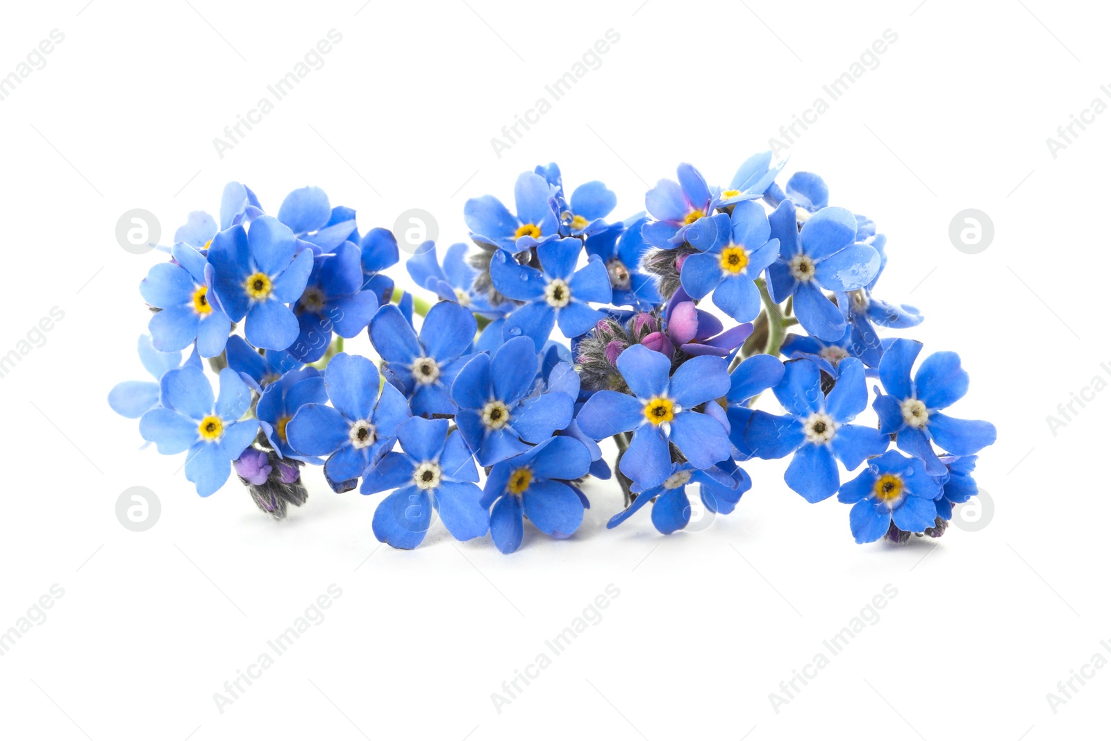 Photo of Beautiful blue Forget-me-not flowers isolated on white