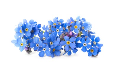 Beautiful blue Forget-me-not flowers isolated on white