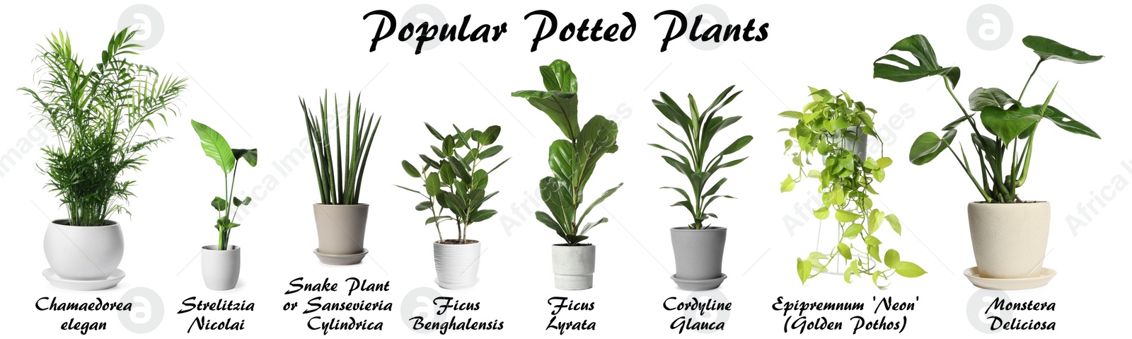 Image of Set of many different popular potted plants with names on white background