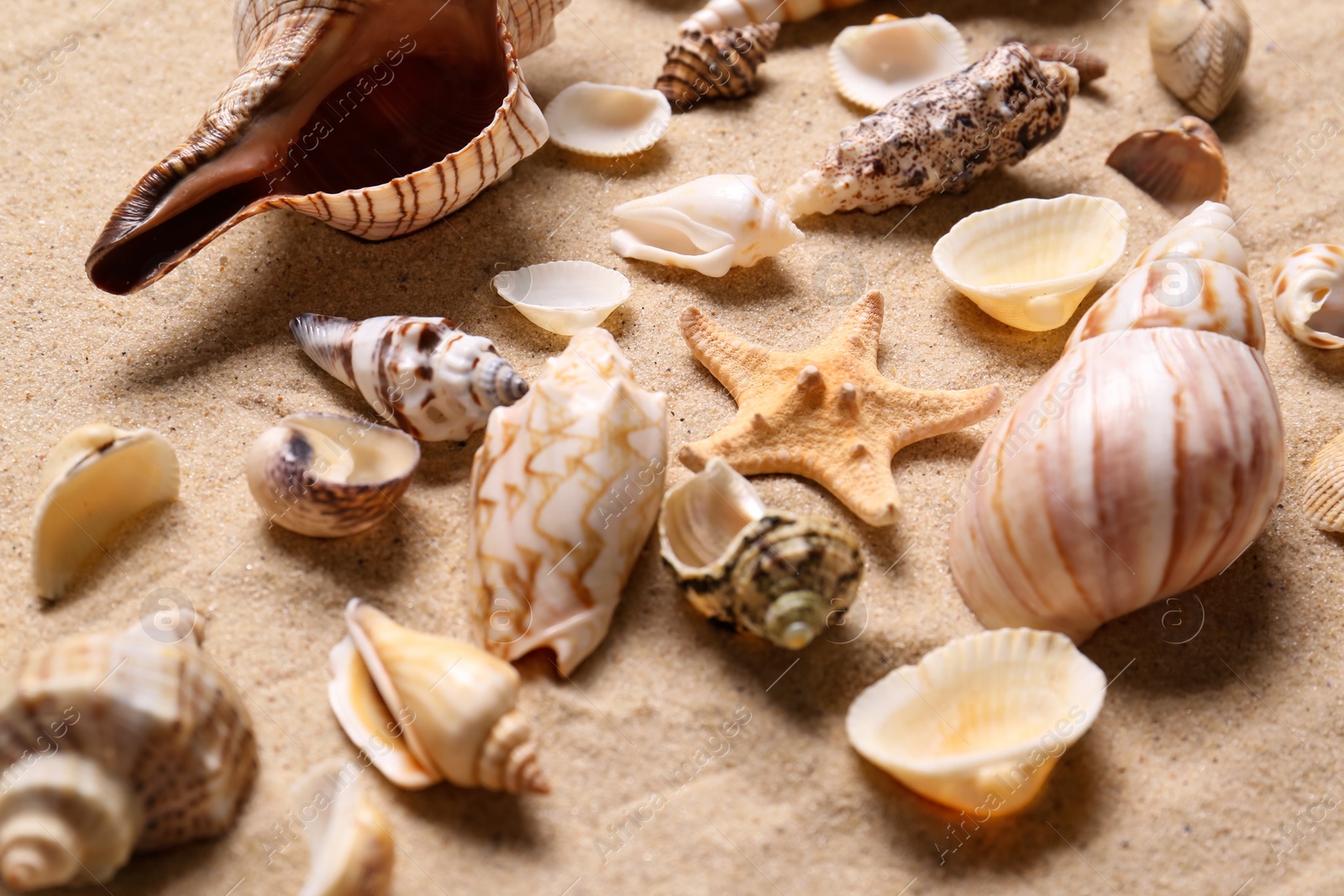 Photo of Beautiful seashells and starfish on beach sand, closeup. Summer vacation