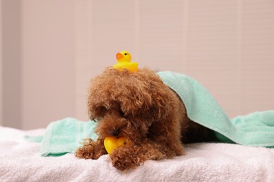 Photo of Cute Maltipoo dog wrapped in towel with rubber ducks indoors. Lovely pet