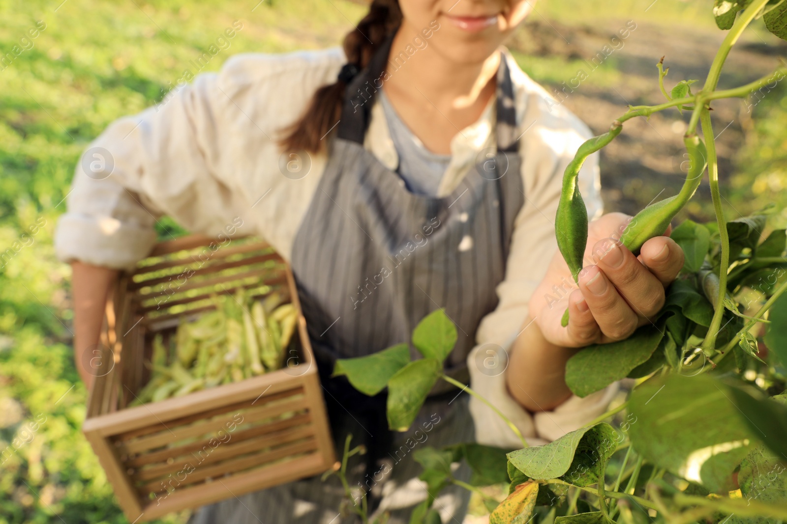 Photo of Young woman harvesting fresh green beans in garden, closeup