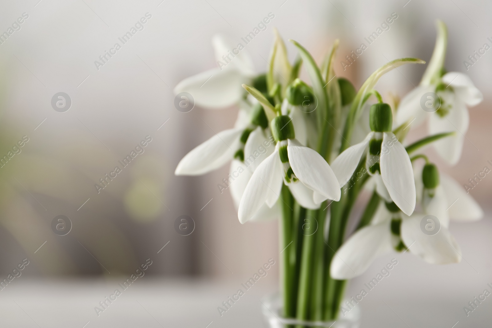 Photo of Beautiful snowdrop flowers on blurred background, closeup. Space for text