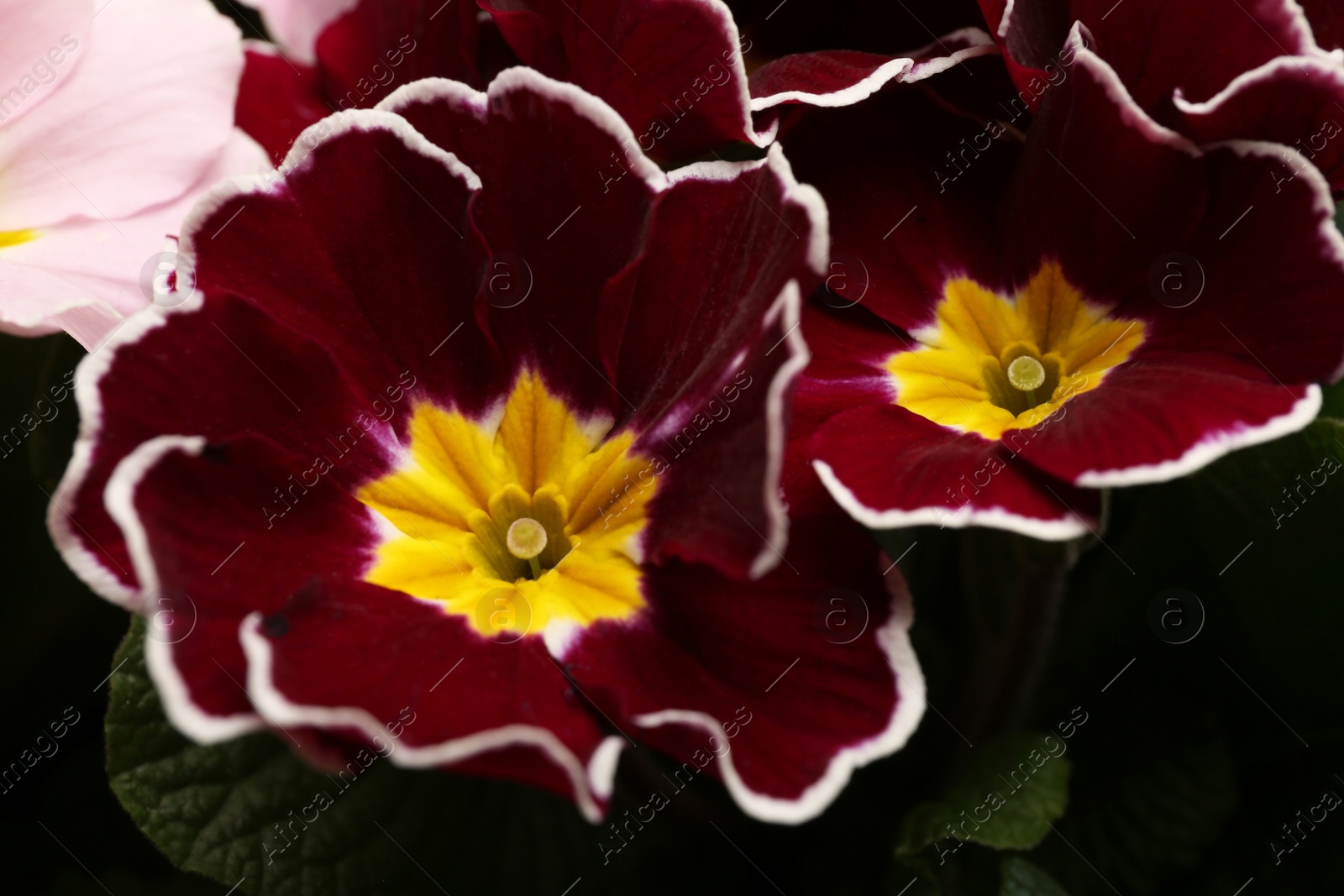 Photo of Beautiful primula (primrose) plant with burgundy flowers, closeup. Spring blossom