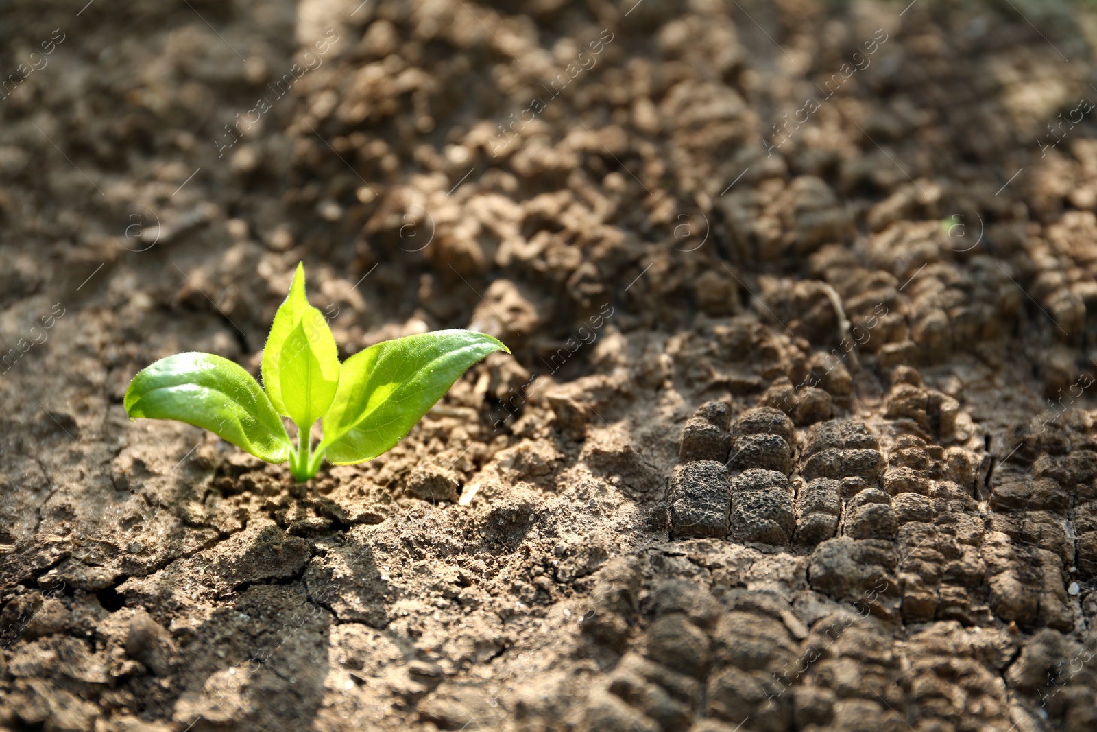 Photo of Young green seedling growing in dry soil on spring day, closeup. Hope concept