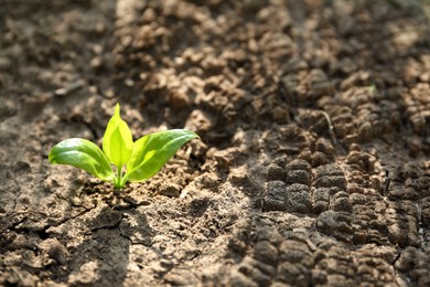 Photo of Young green seedling growing in dry soil on spring day, closeup. Hope concept