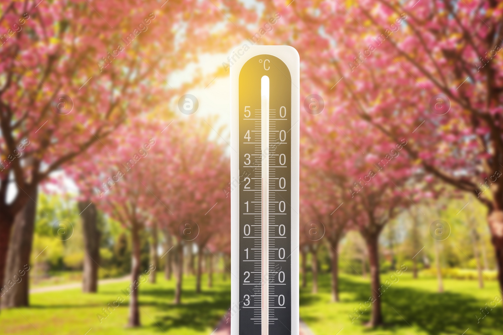 Image of Thermometer and park with blooming trees. Temperature in spring