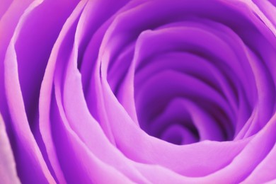 Image of Violet rose as background, closeup. Funeral attributes