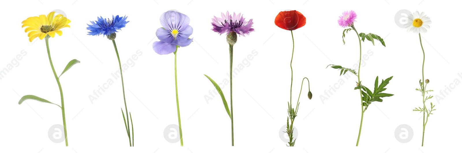 Image of Collection of different beautiful wild flowers on white background. Banner design