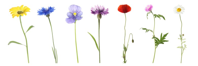 Image of Collection of different beautiful wild flowers on white background. Banner design