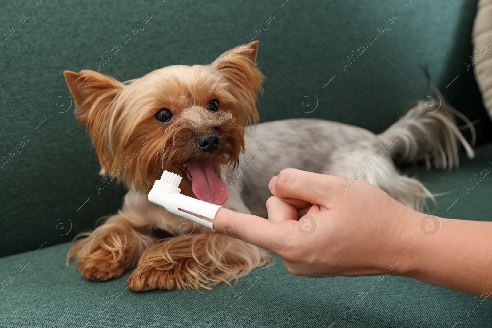 Photo of Man brushing dog's teeth on couch, closeup