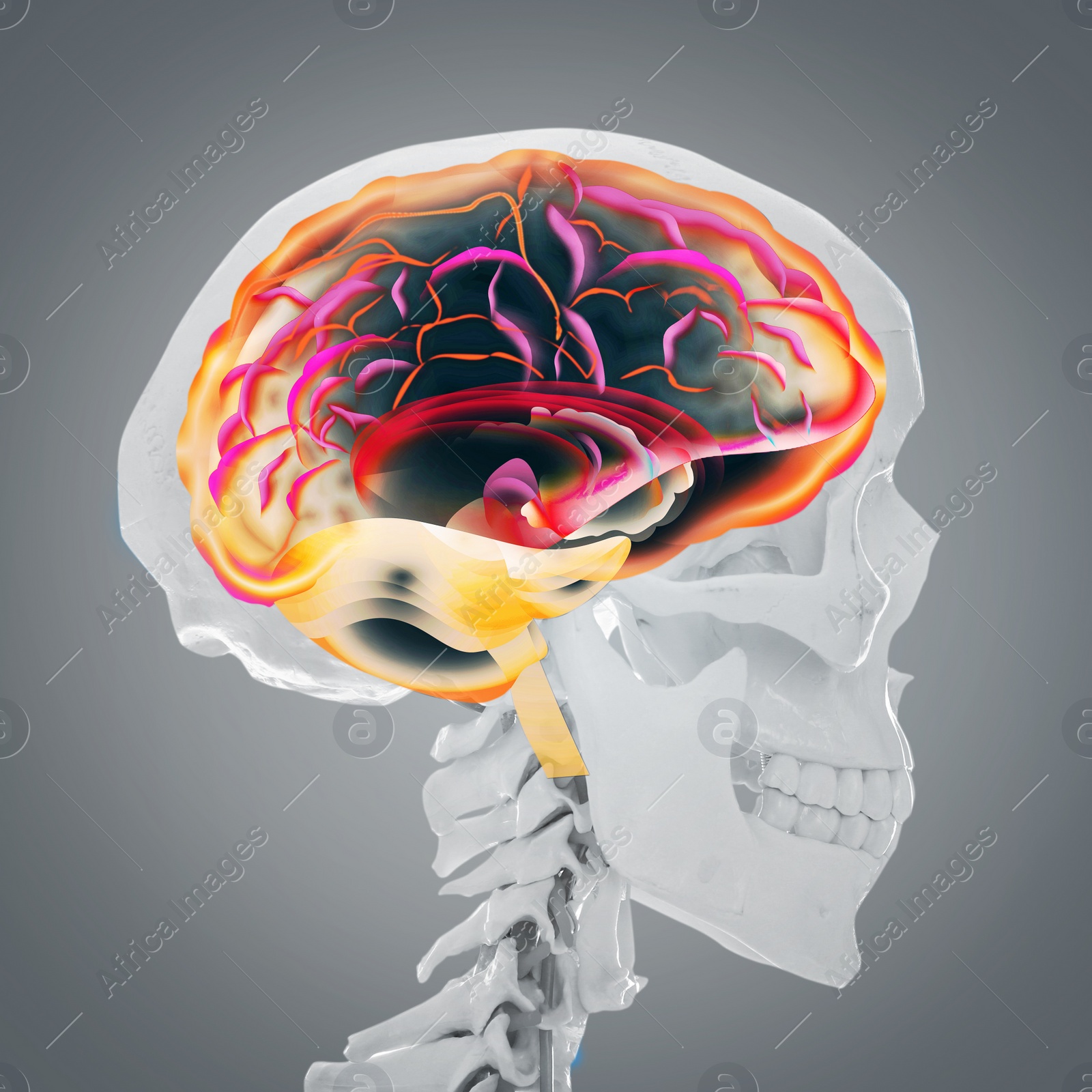 Image of Artificial human skeleton model on grey background. Medical scan of brain 