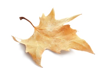 Beautiful autumn leaf on white background. Fall foliage