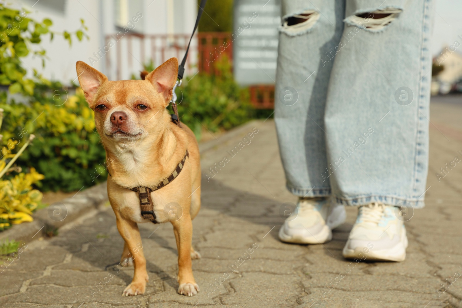 Photo of Owner walking with her chihuahua dog on city street, closeup