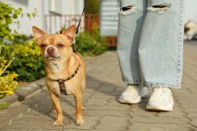 Photo of Owner walking with her chihuahua dog on city street, closeup