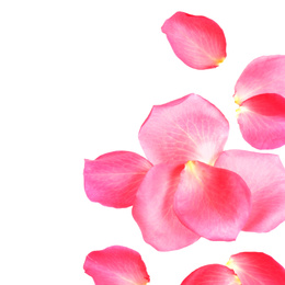 Photo of Fresh pink rose petals on white background, top view