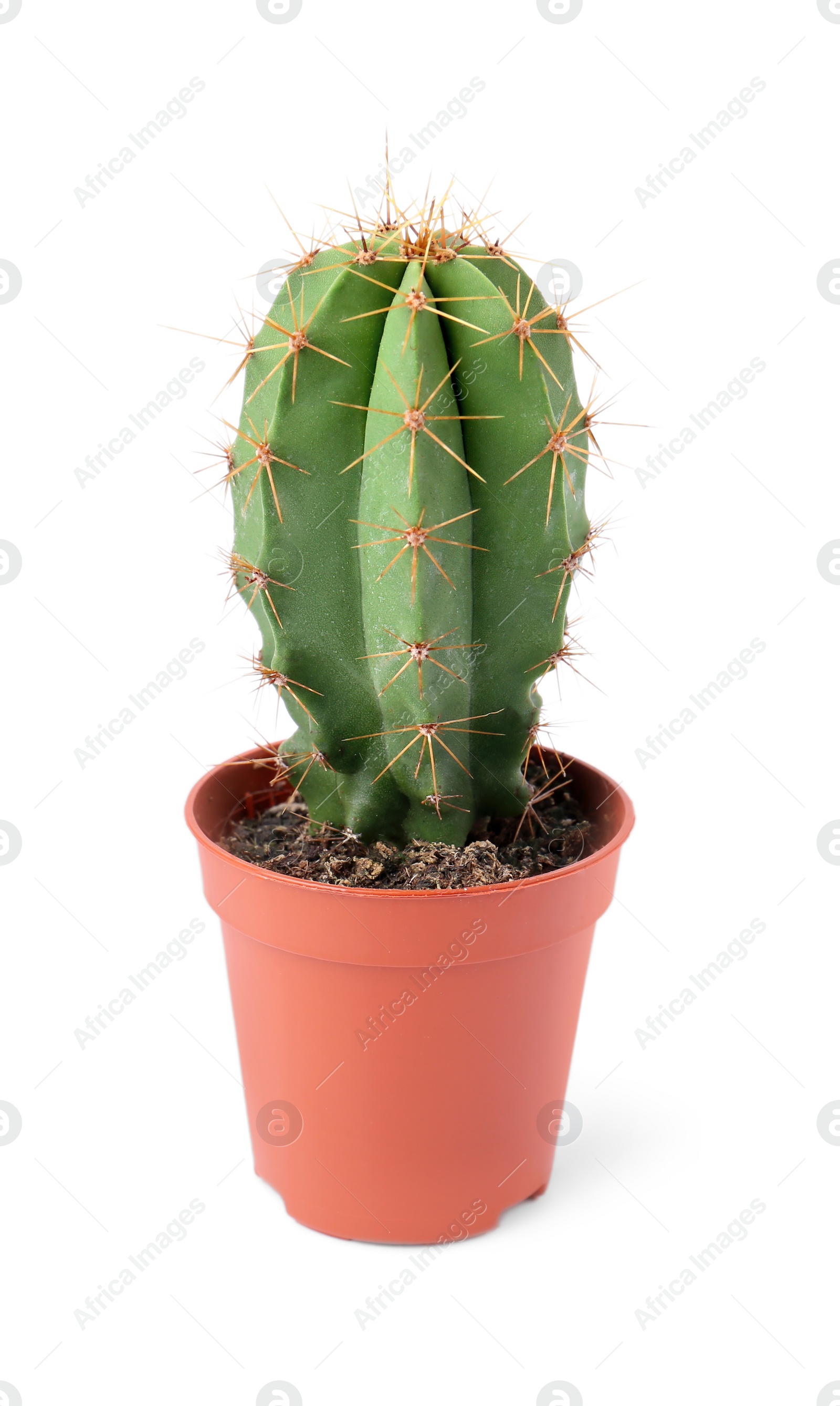 Photo of Beautiful green cactus in pot isolated on white. Tropical plant