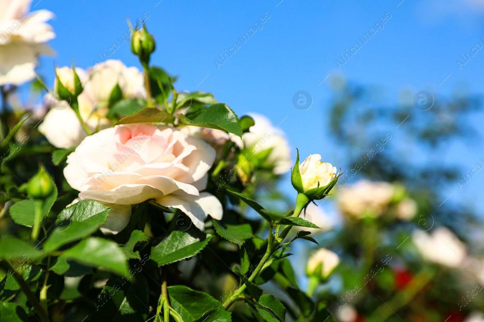 Photo of Green bush with beautiful roses in blooming garden on sunny day