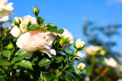 Green bush with beautiful roses in blooming garden on sunny day