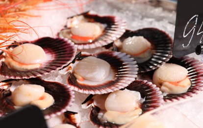 Photo of Fresh scallops on display with ice. Wholesale market