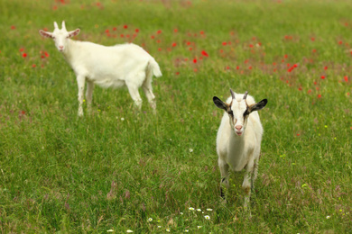 Beautiful goats in green field. Animal husbandry