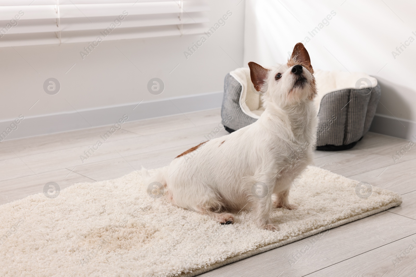 Photo of Cute dog near wet spot on rug indoors. Space for text