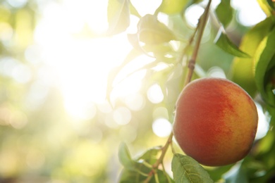 Ripe peach on tree branch in garden. Space for text