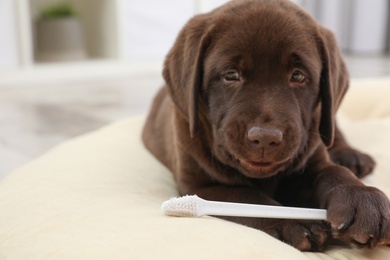 Cute Labrador Retriever with toothbrush indoors, space for text. Pet care