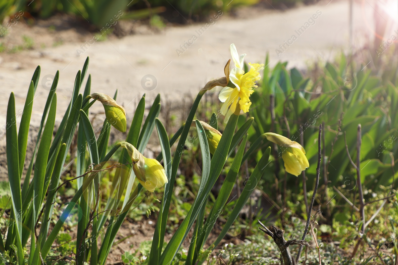 Photo of Beautiful daffodils growing in garden on sunny day