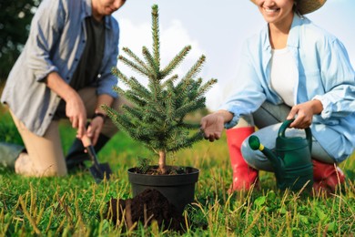 Photo of Couple planting conifer tree in park, closeup