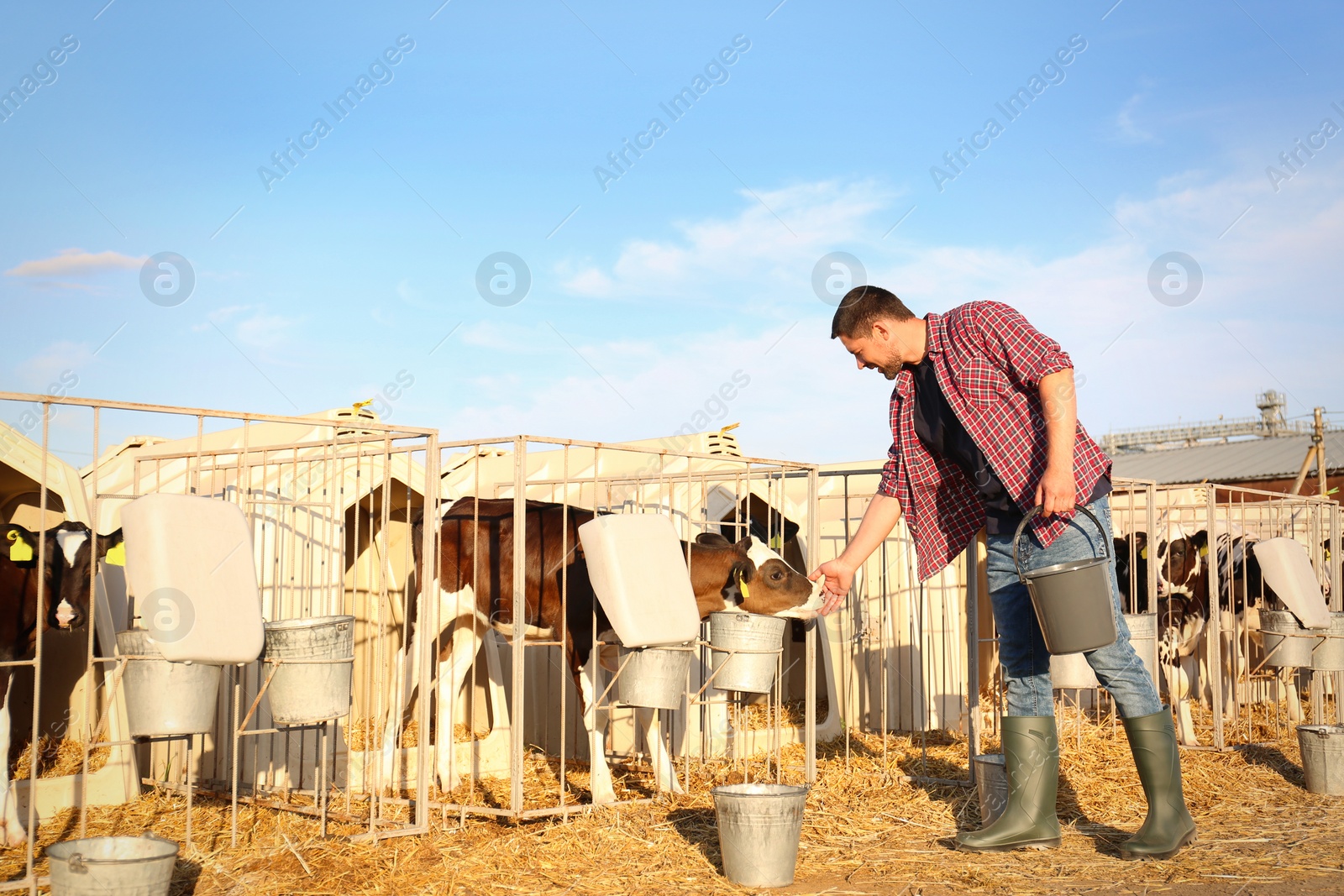 Photo of Worker stroking cute little calf on farm. Animal husbandry