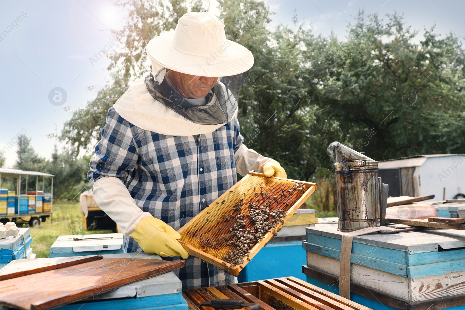 Photo of Beekeeper with hive frame at apiary. Harvesting honey