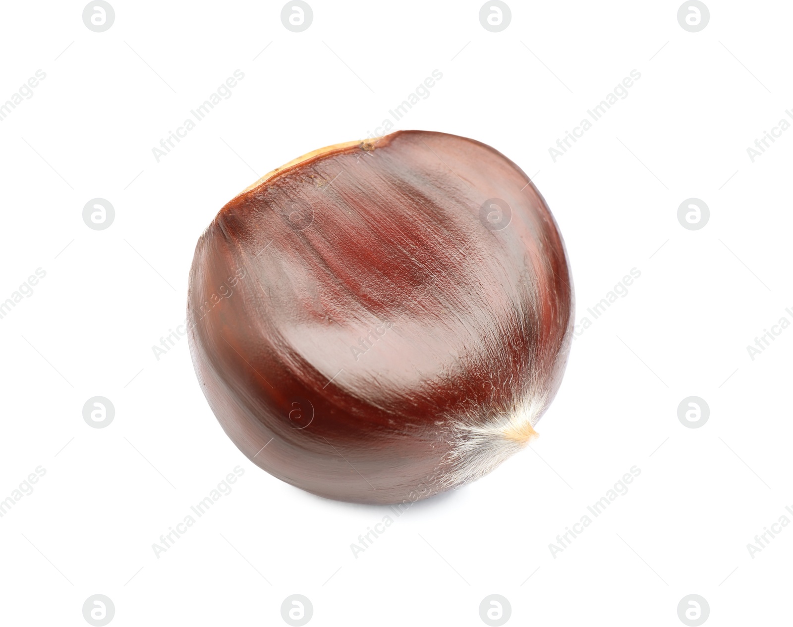 Photo of Fresh sweet edible chestnut isolated on white