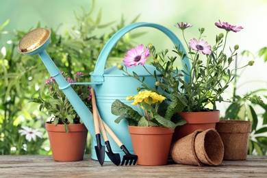 Photo of Potted blooming flowers and gardening equipment on wooden table outdoors