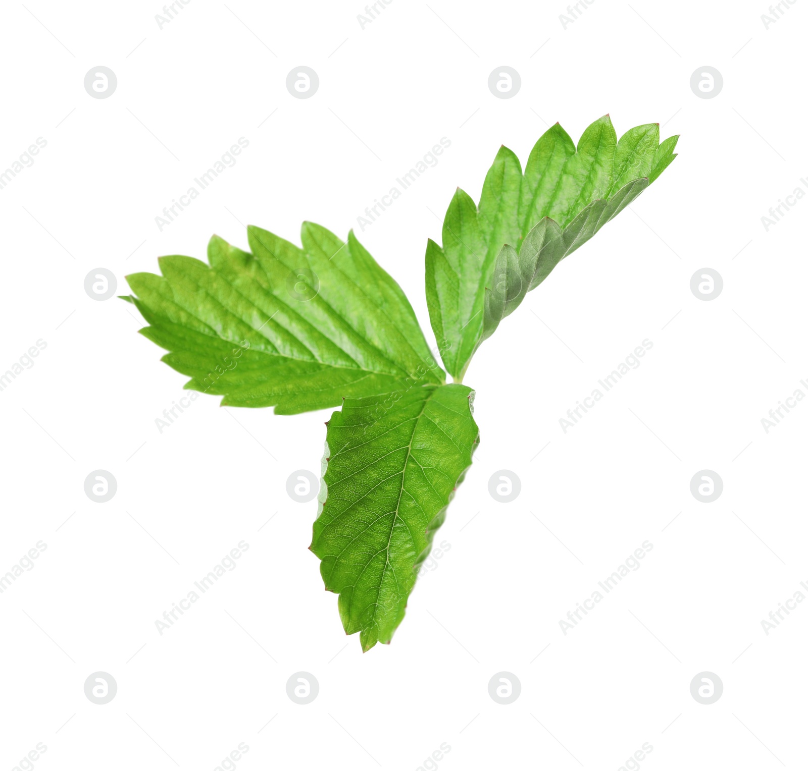 Photo of Green wild strawberry leaf isolated on white