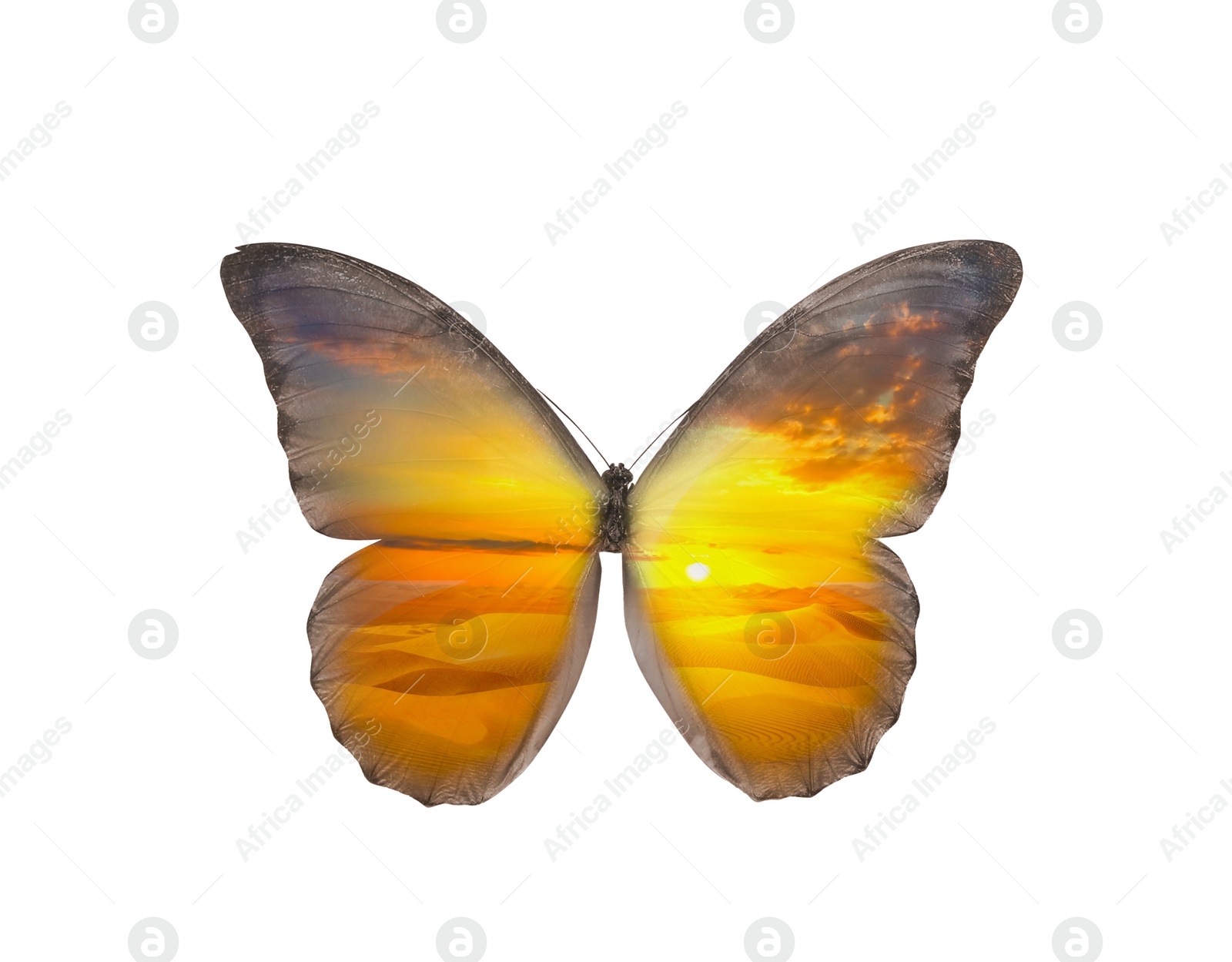 Image of Double exposure of fragile exotic butterfly and sandy desert
