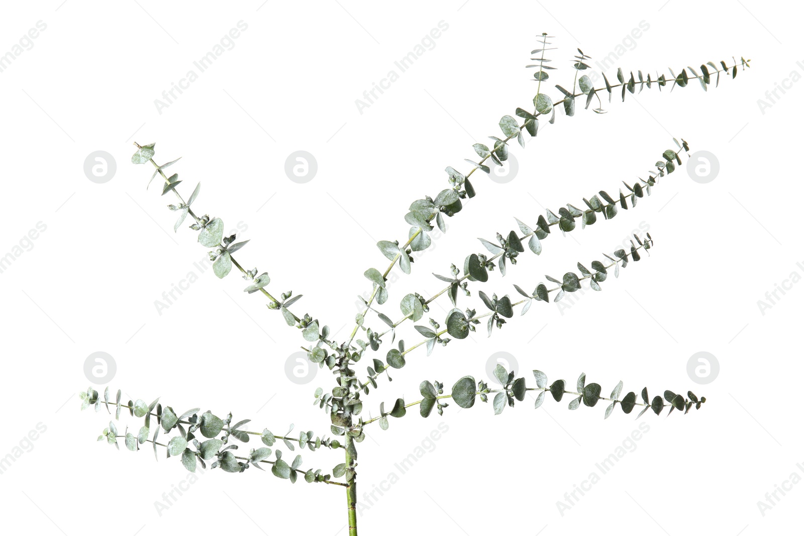 Photo of Eucalyptus branches with fresh green leaves on white background